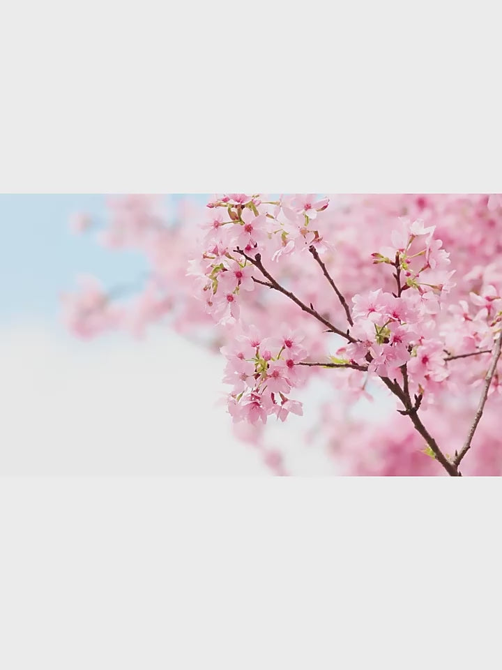 Japan Sakura - Skin Care Set (Original)